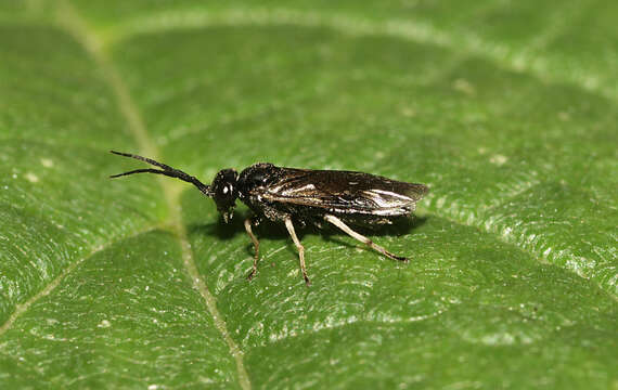 Image of <i>Cladius pectinicornis</i>