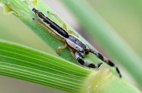 Image of Pike Slender Jumper