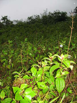 Image of soapbush