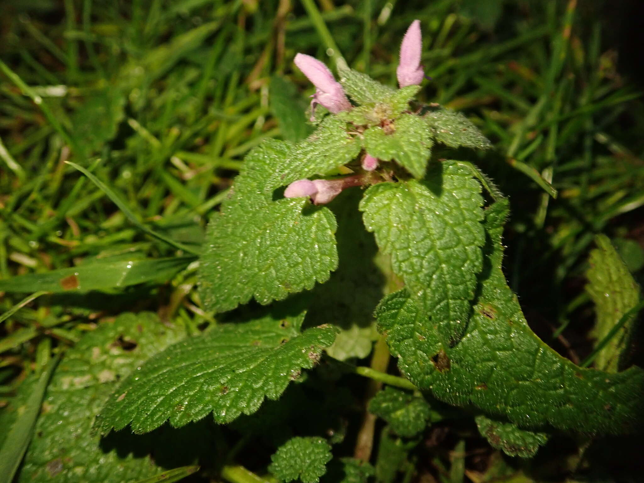 Image of purple archangel