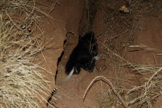 Image of Hooded Skunk