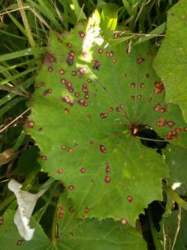 Image of Puccinia poarum Nielsen 1877