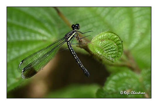 Image of Calocypha Fraser 1928