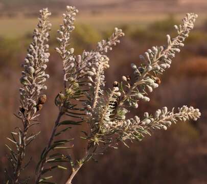 Image of Featherhead