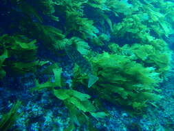 Image of Cockatoo morwong