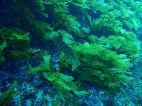 Image of Cockatoo morwong