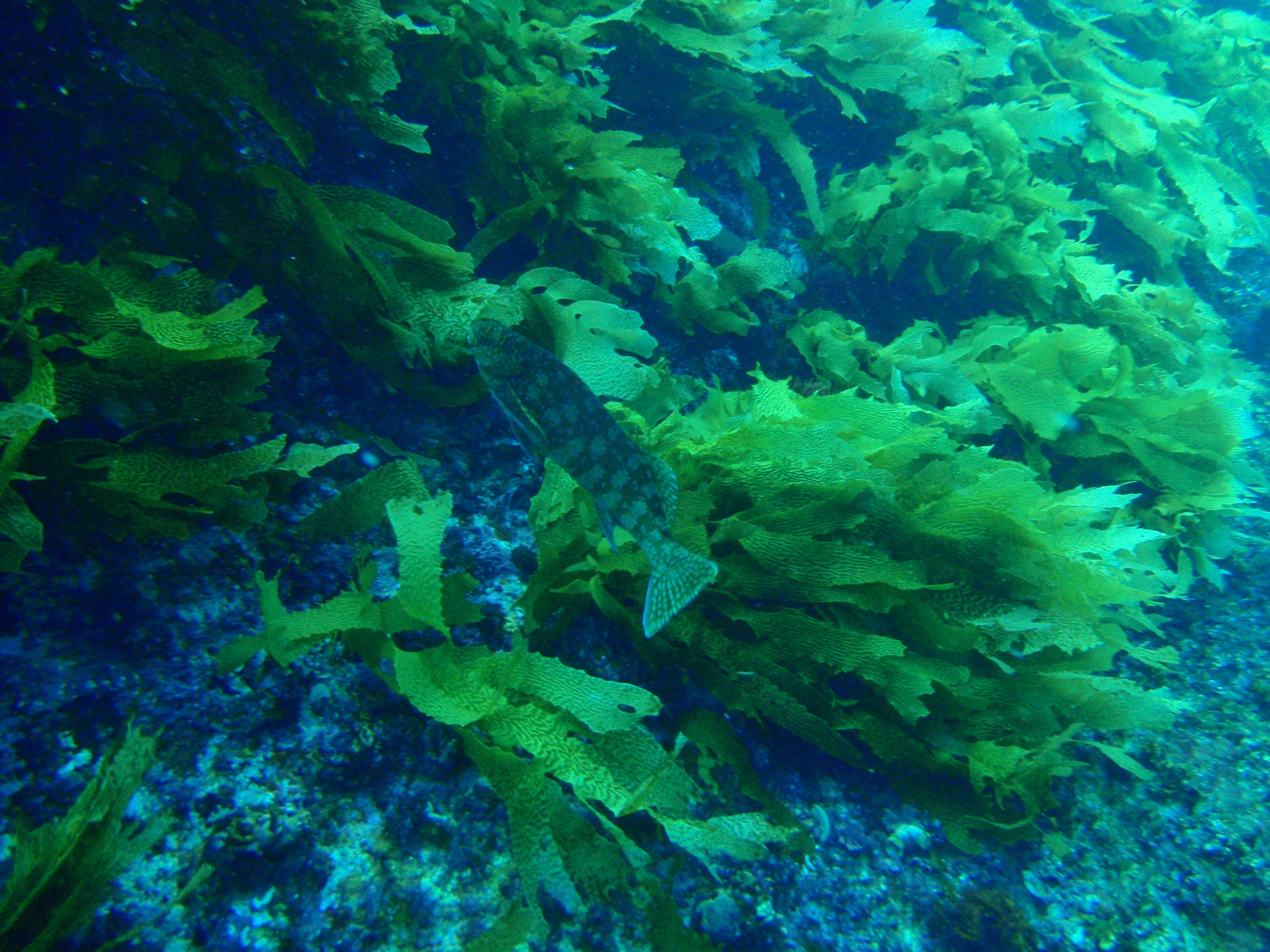 Image of Cockatoo morwong