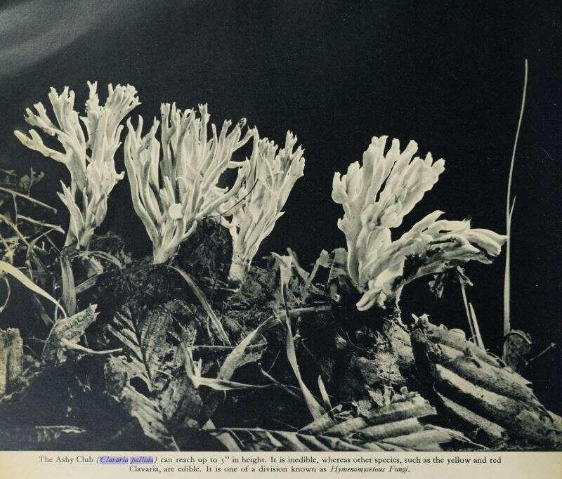 Image of Clavaria