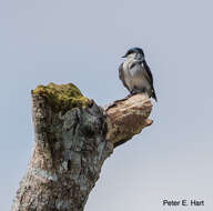 Image of Mangrove Swallow