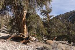 Image of Great Basin bristlecone pine