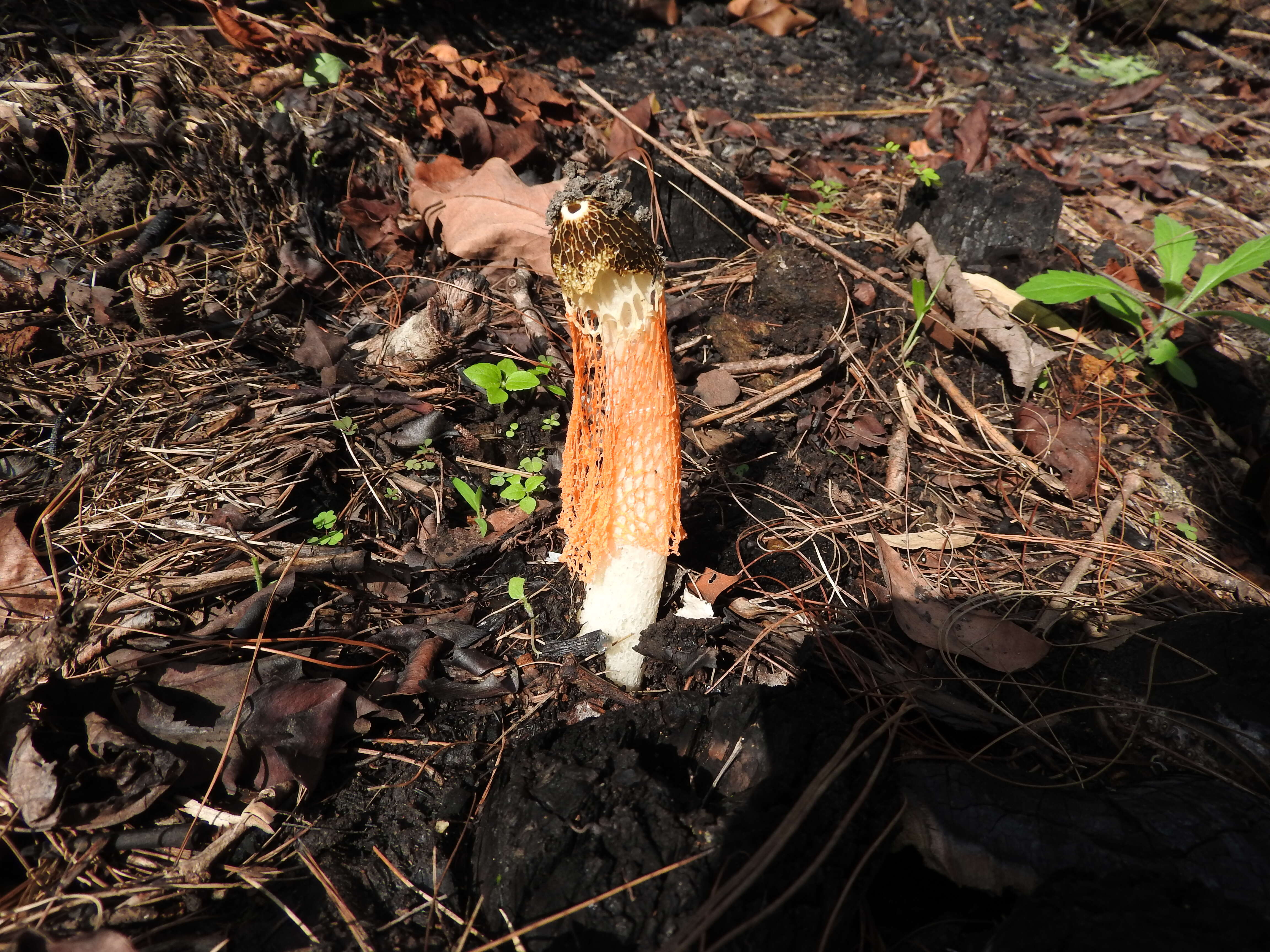 Image of Phallus cinnabarinus (W. S. Lee) Kreisel 1996