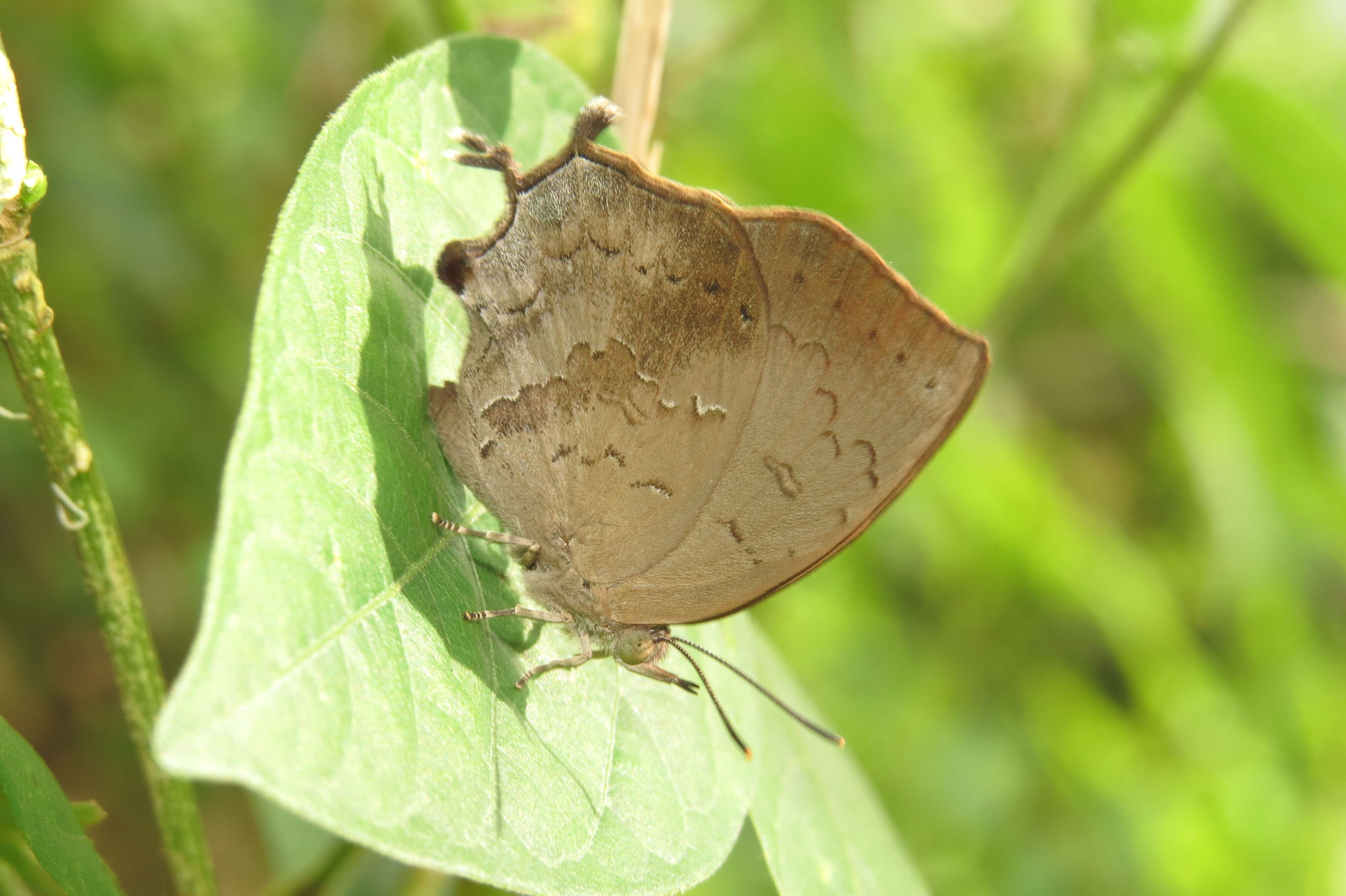 Surendra quercetorum (Moore 1857) resmi