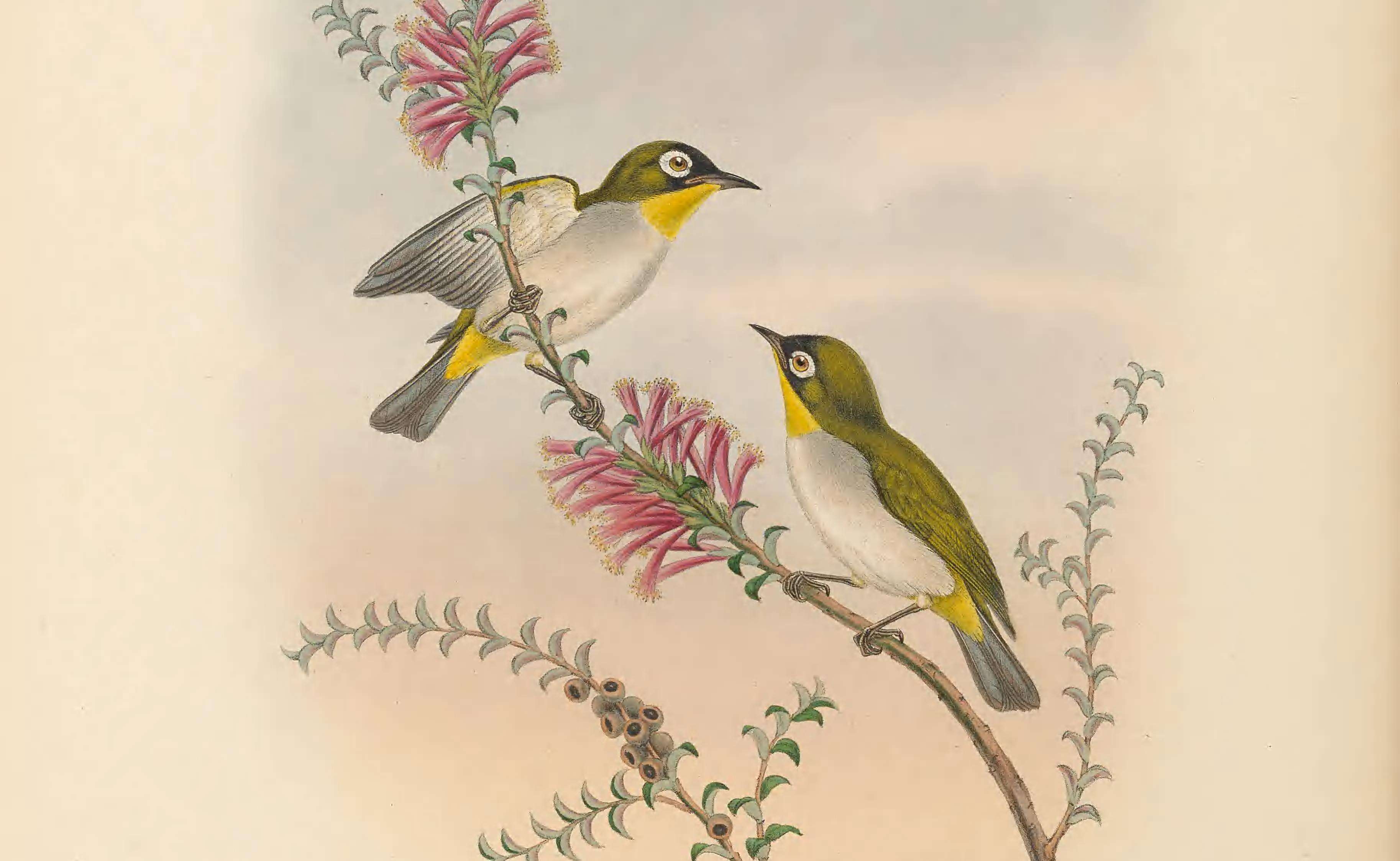 Image of Black-fronted White-eye