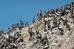 Image of Peruvian Pelican