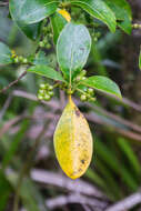 Image of Griselinia littoralis (Raoul) Raoul