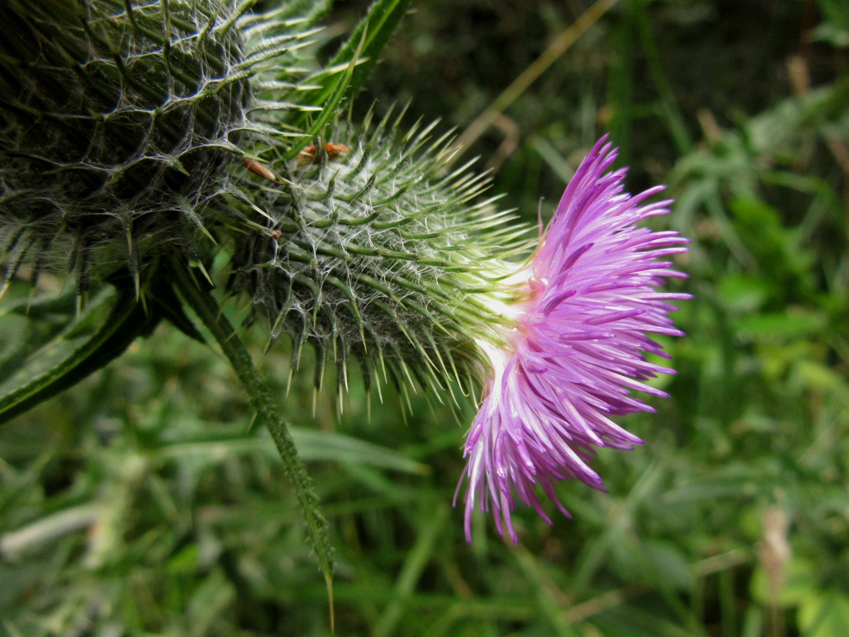 Image of Spear Thistle