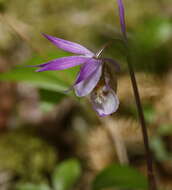 Image of calypso orchid