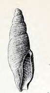 Sivun Austropusilla hilum (Hedley 1908) kuva