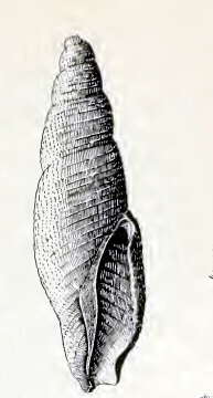 Austropusilla hilum (Hedley 1908) resmi