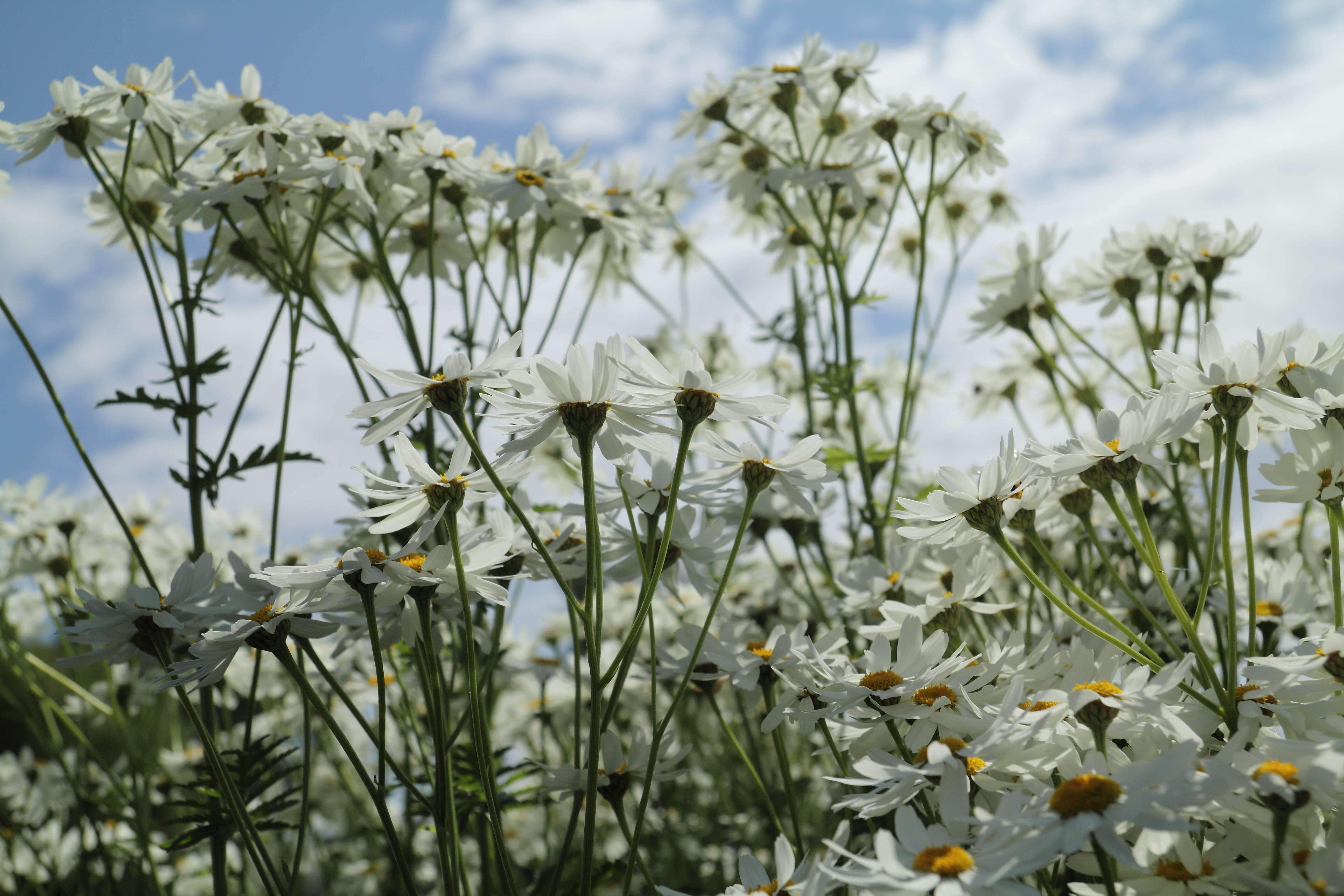 Image of corymbflower tansy