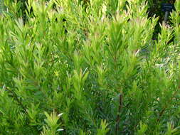 Imagem de Leucadendron meridianum Salter ex I. Williams