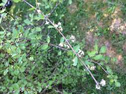 Слика од Olearia gardneri M. Heads