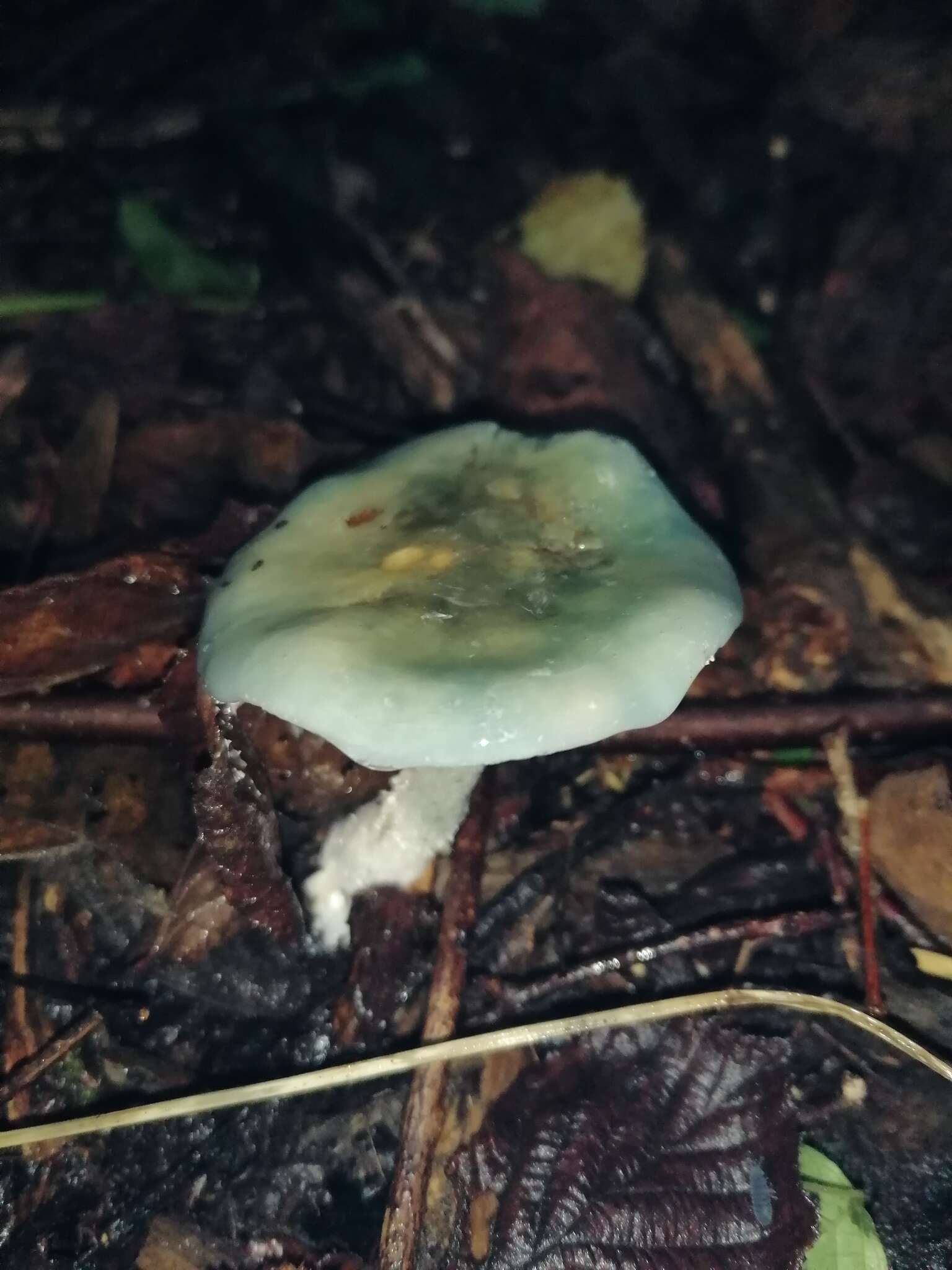 Image of Stropharia caerulea Kreisel 1979