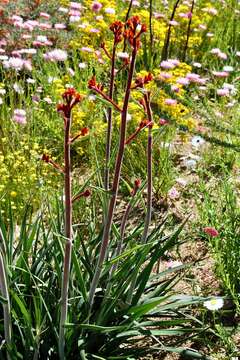 Image of Anigozanthos rufus Labill.