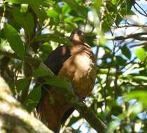 Image of Brown Cuckoo-Dove