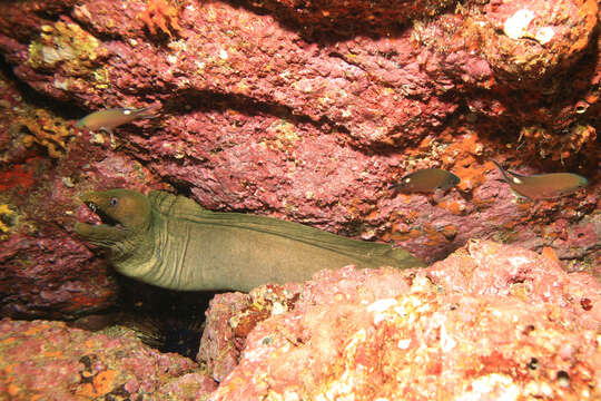 Image of Scissortail damselfish