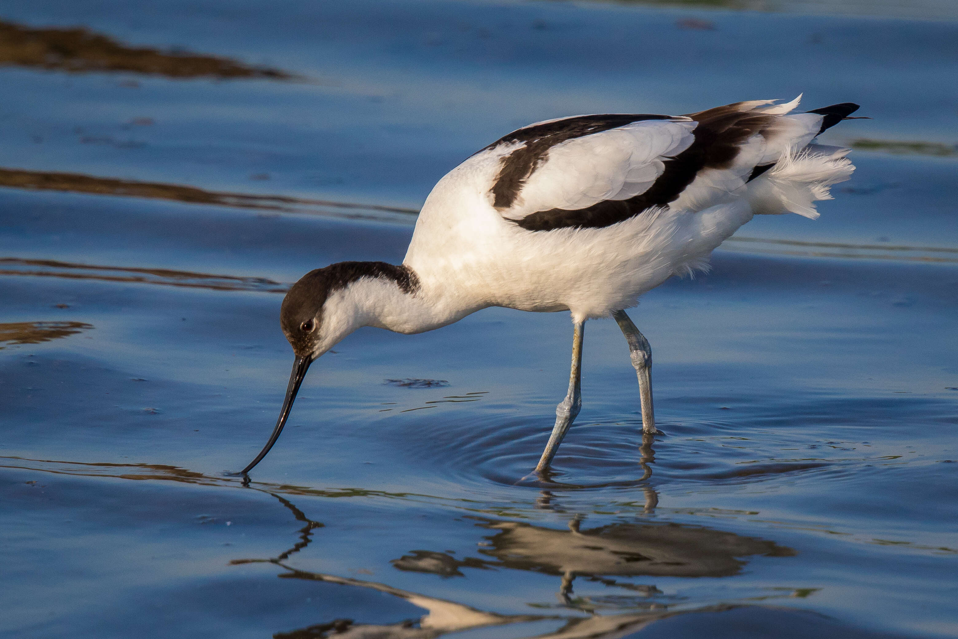 Image of avocet, pied avocet