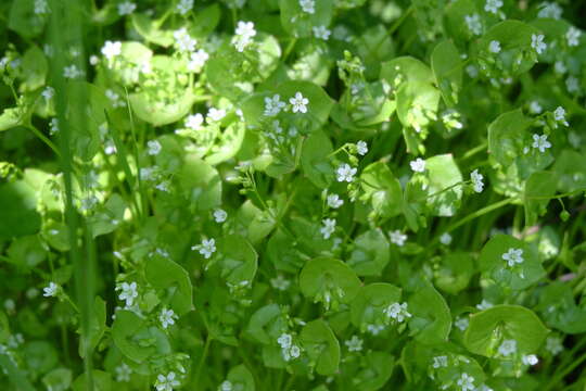 Image of Indian lettuce