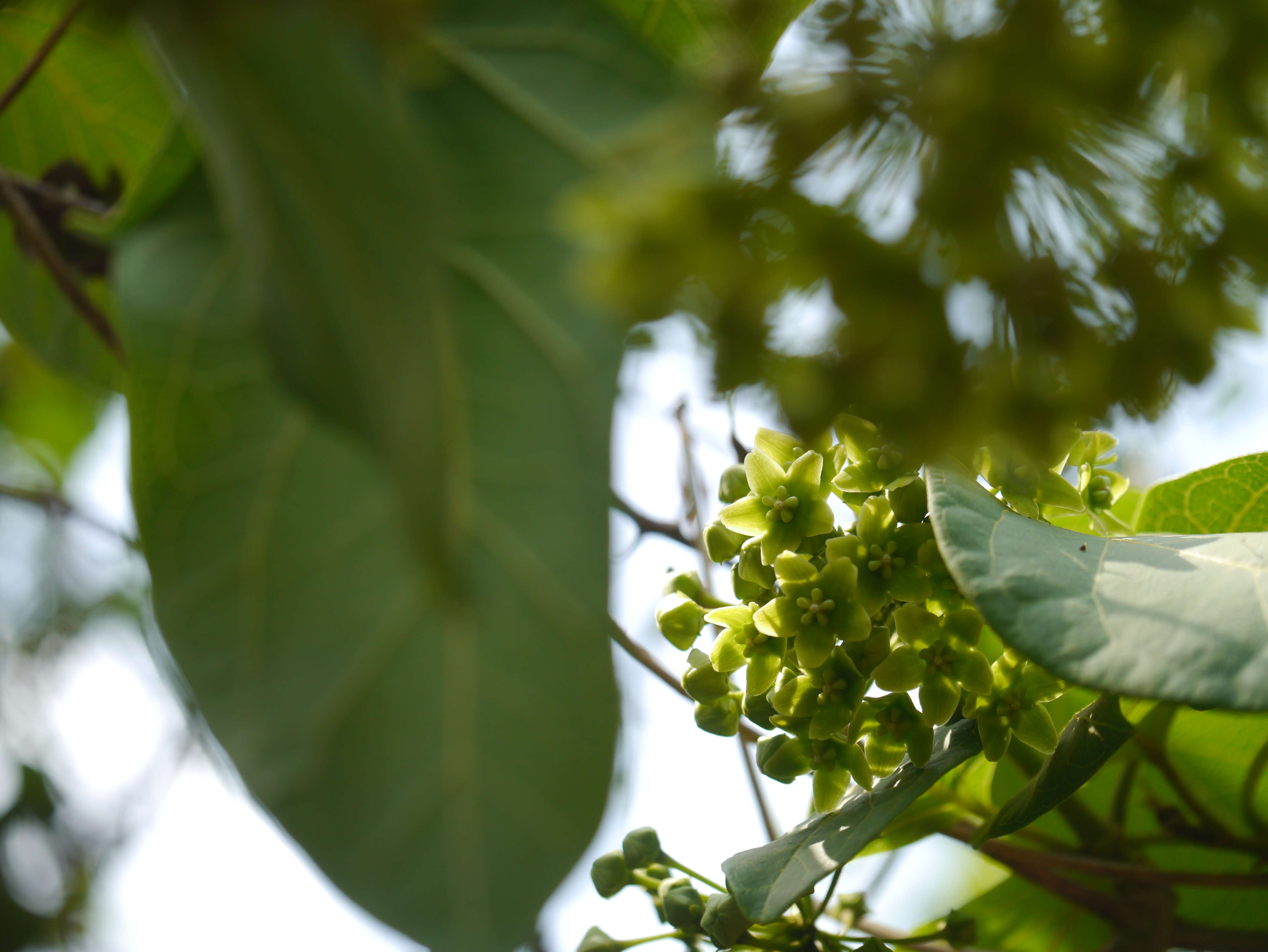 Image of Marsdenia volubilis (L. fil.) Cooke