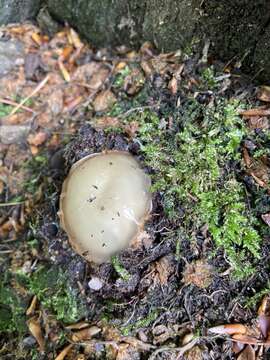 Image of Stinkhorn