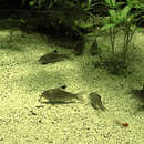 Image of Mosaic corydoras