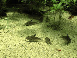 Image of Mosaic corydoras