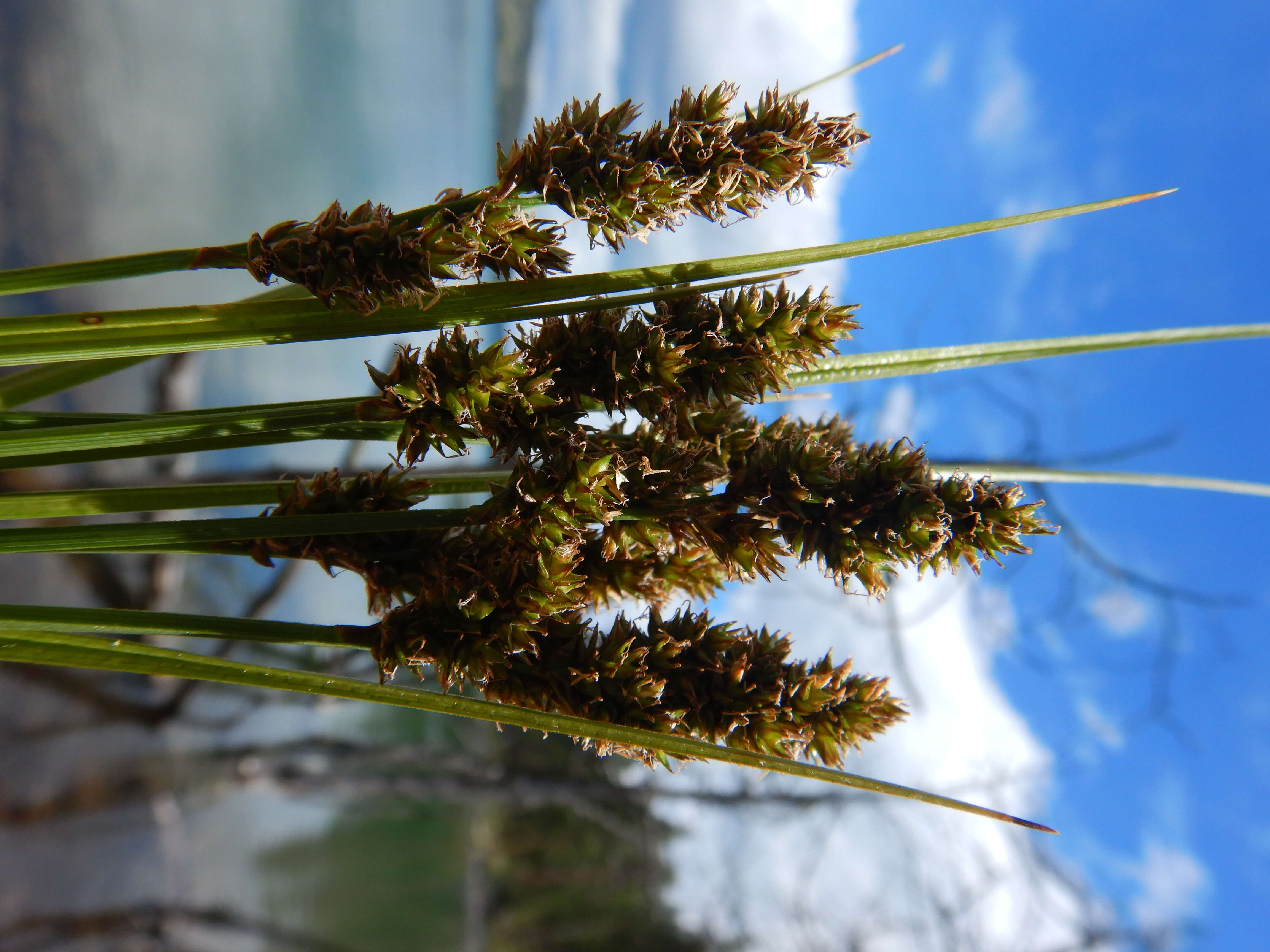 Image of Brown fox sedge