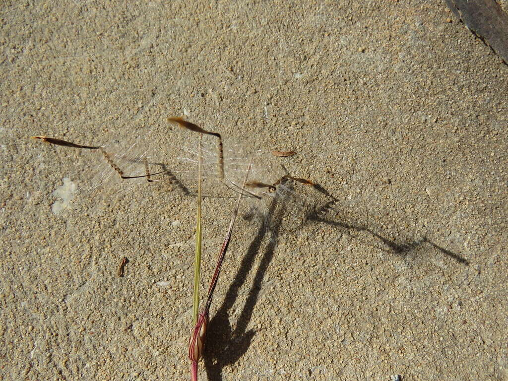 Image of Pelargonium triste (L.) L'Her.