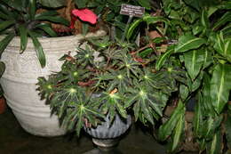 Image of starleaf begonia