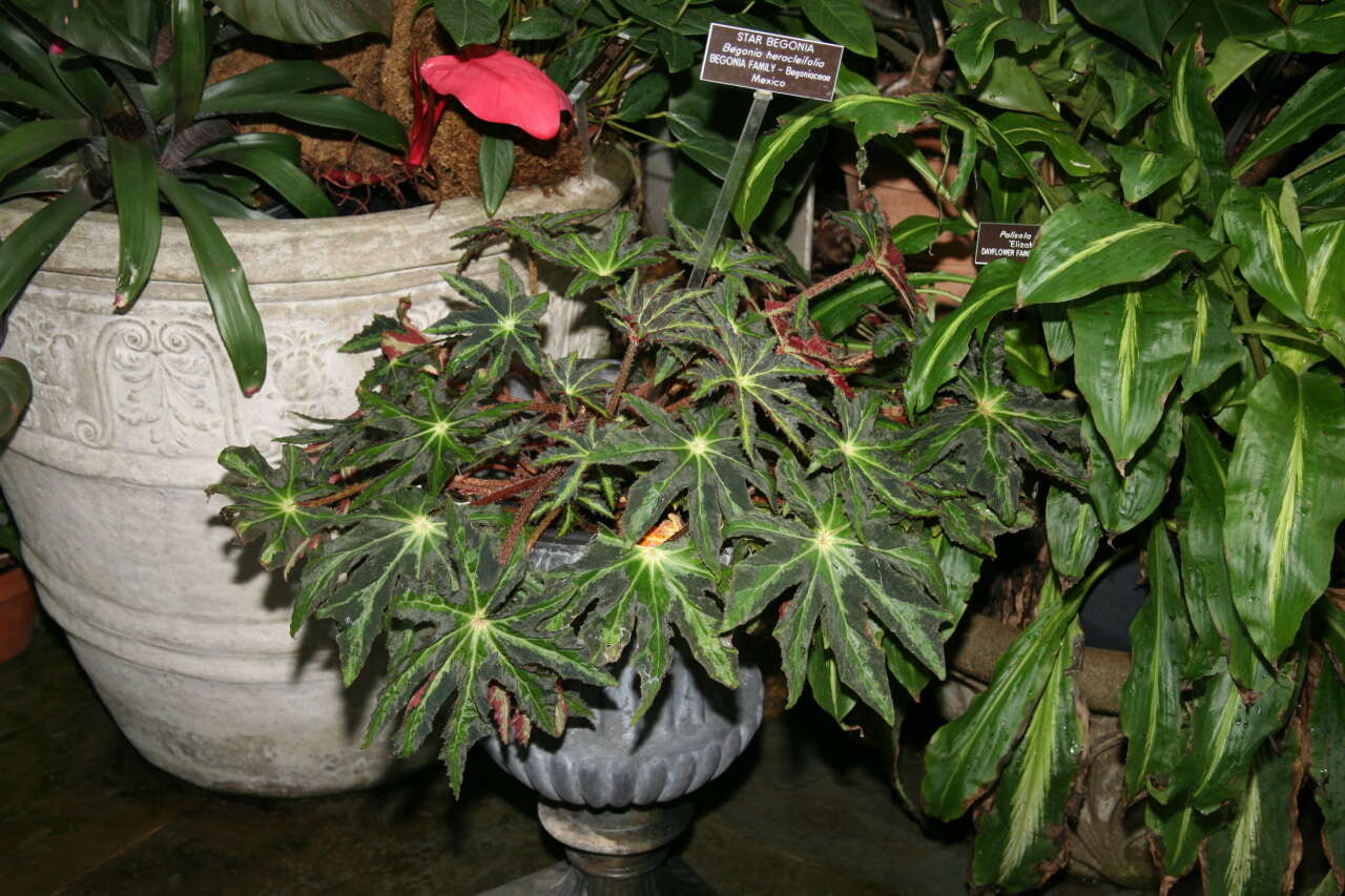 Слика од Begonia heracleifolia Schltdl. & Cham.