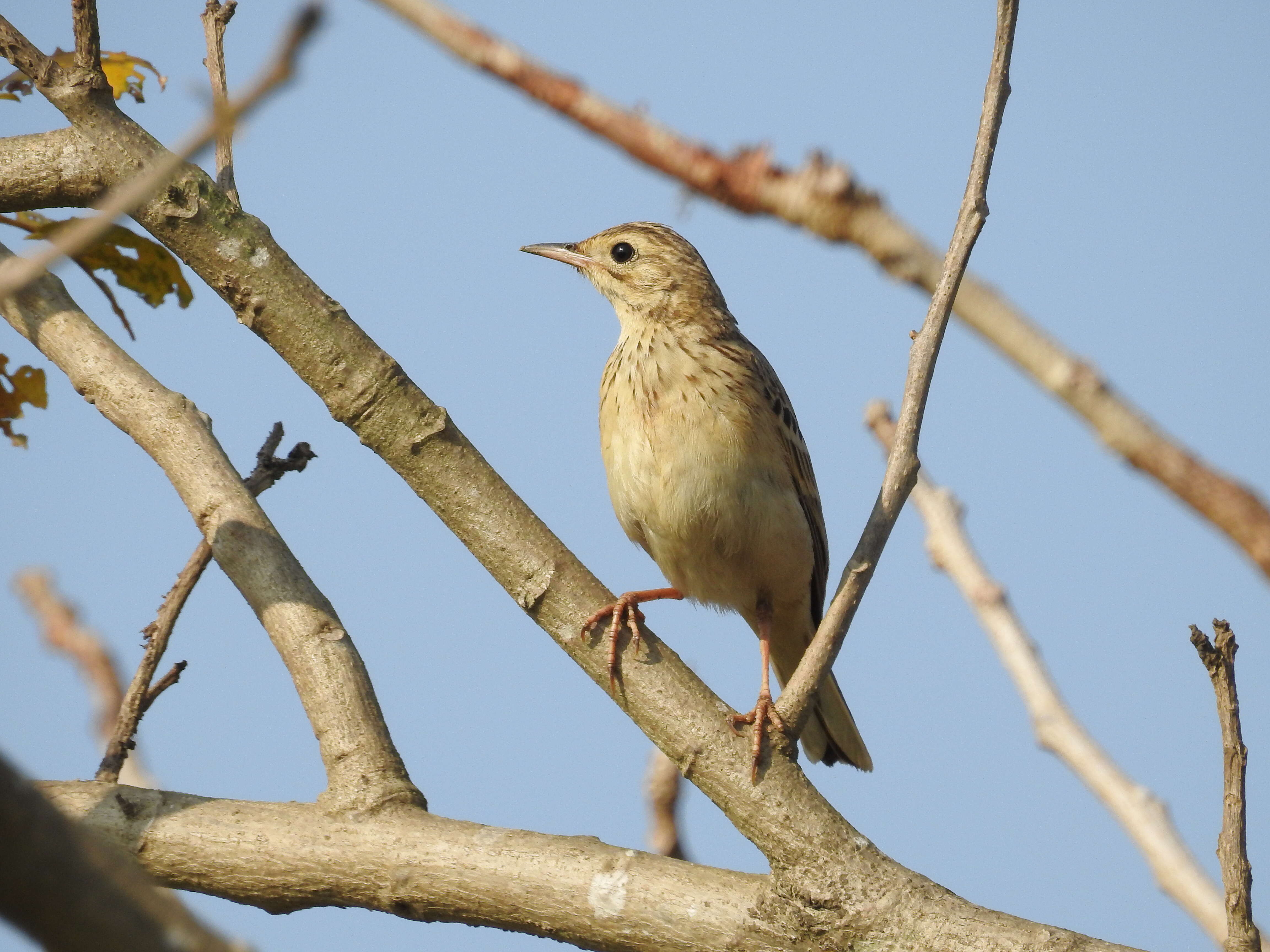 Image de Pipit de Godlewski