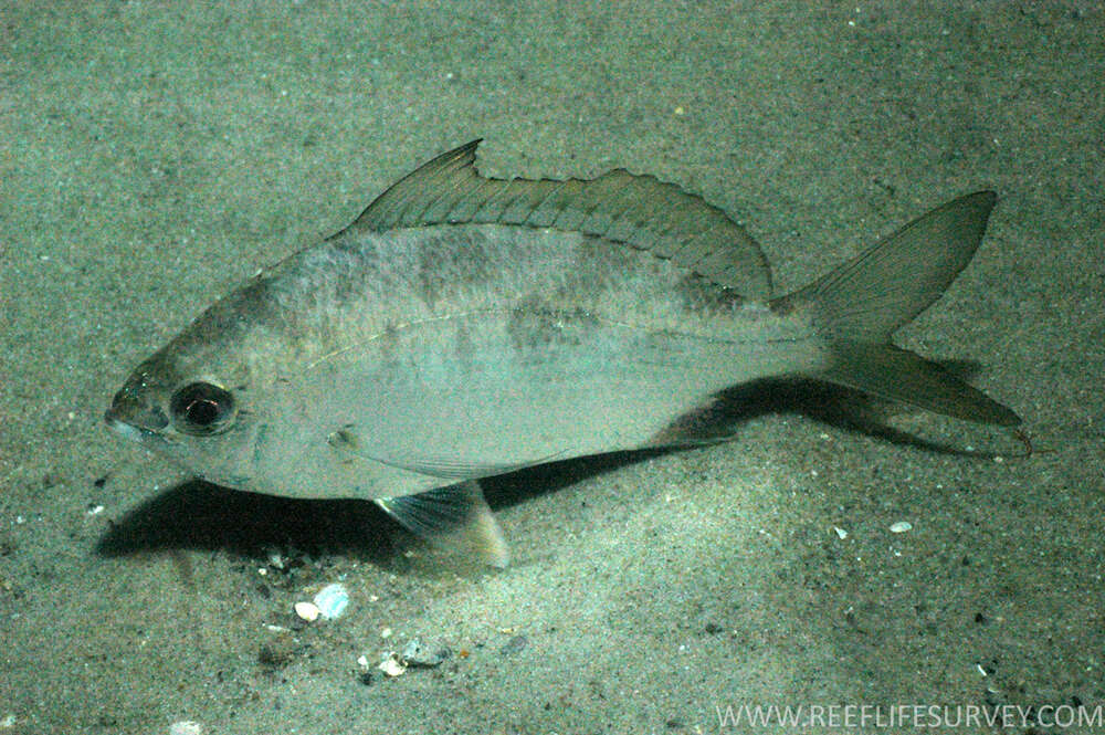 Image of Common Silver Belly