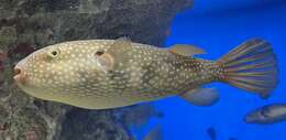 Image of Starry Toadfish