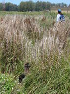 Image of bushy bluestem