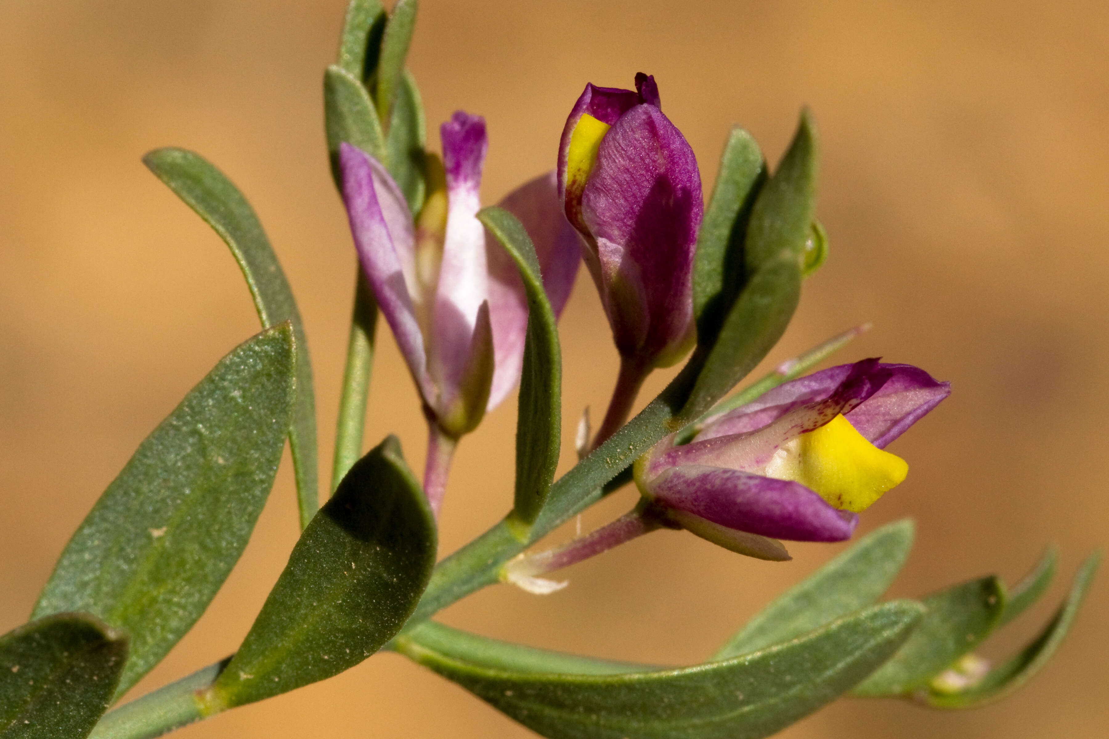 Image of Milkwort