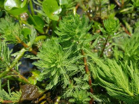 Image of parrot feather watermilfoil