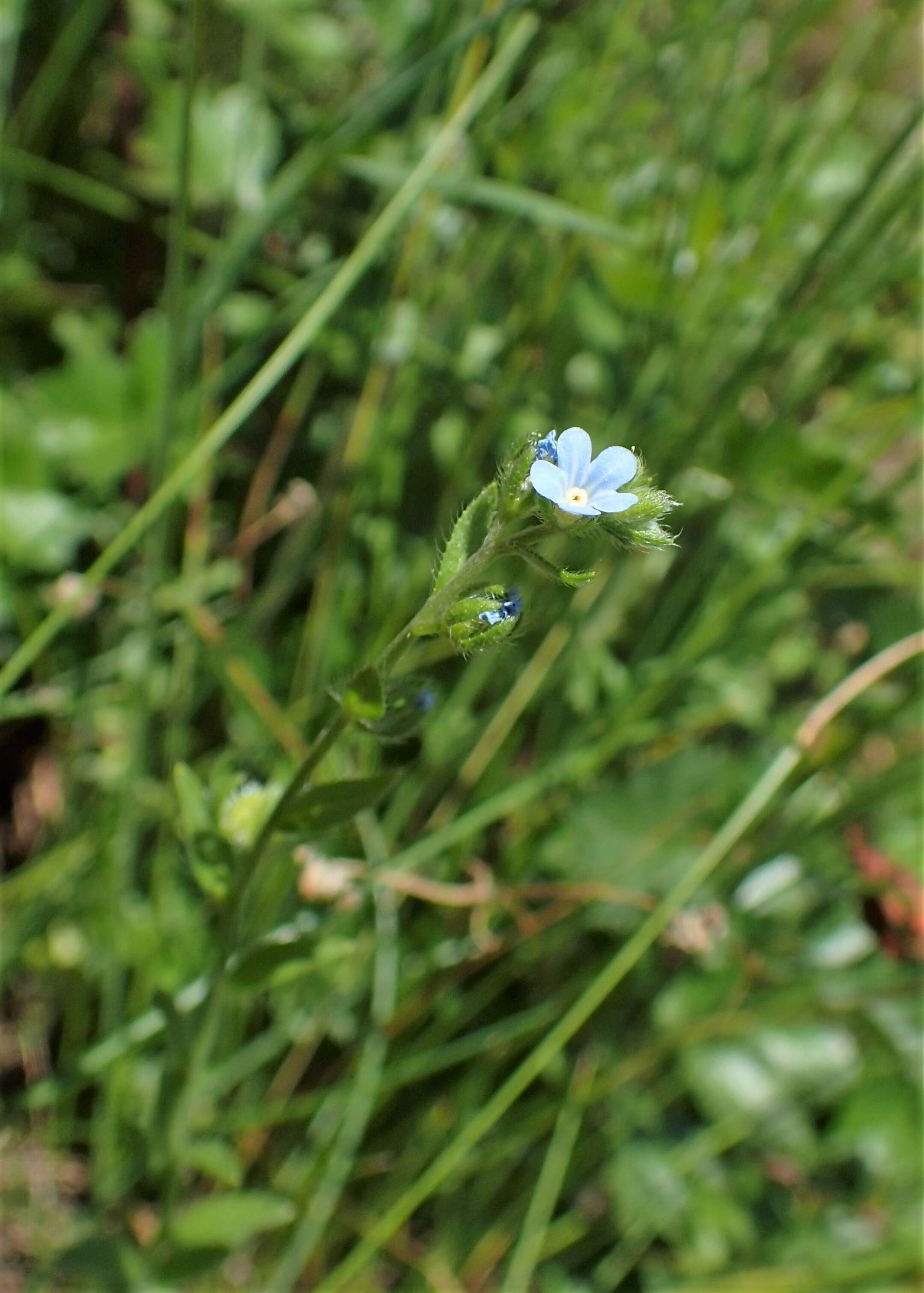 Image of European stickseed