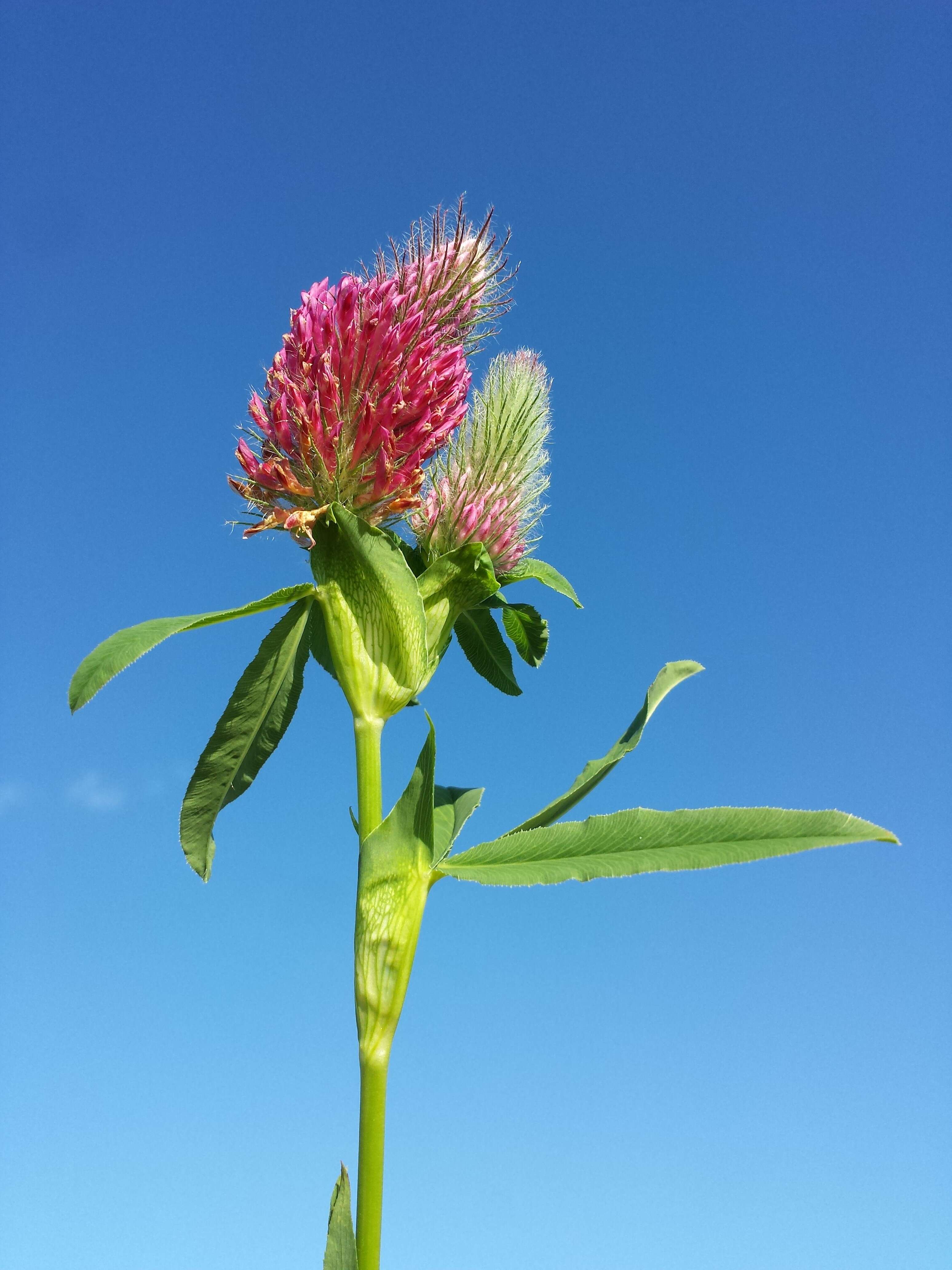 Image of Red Trefoil