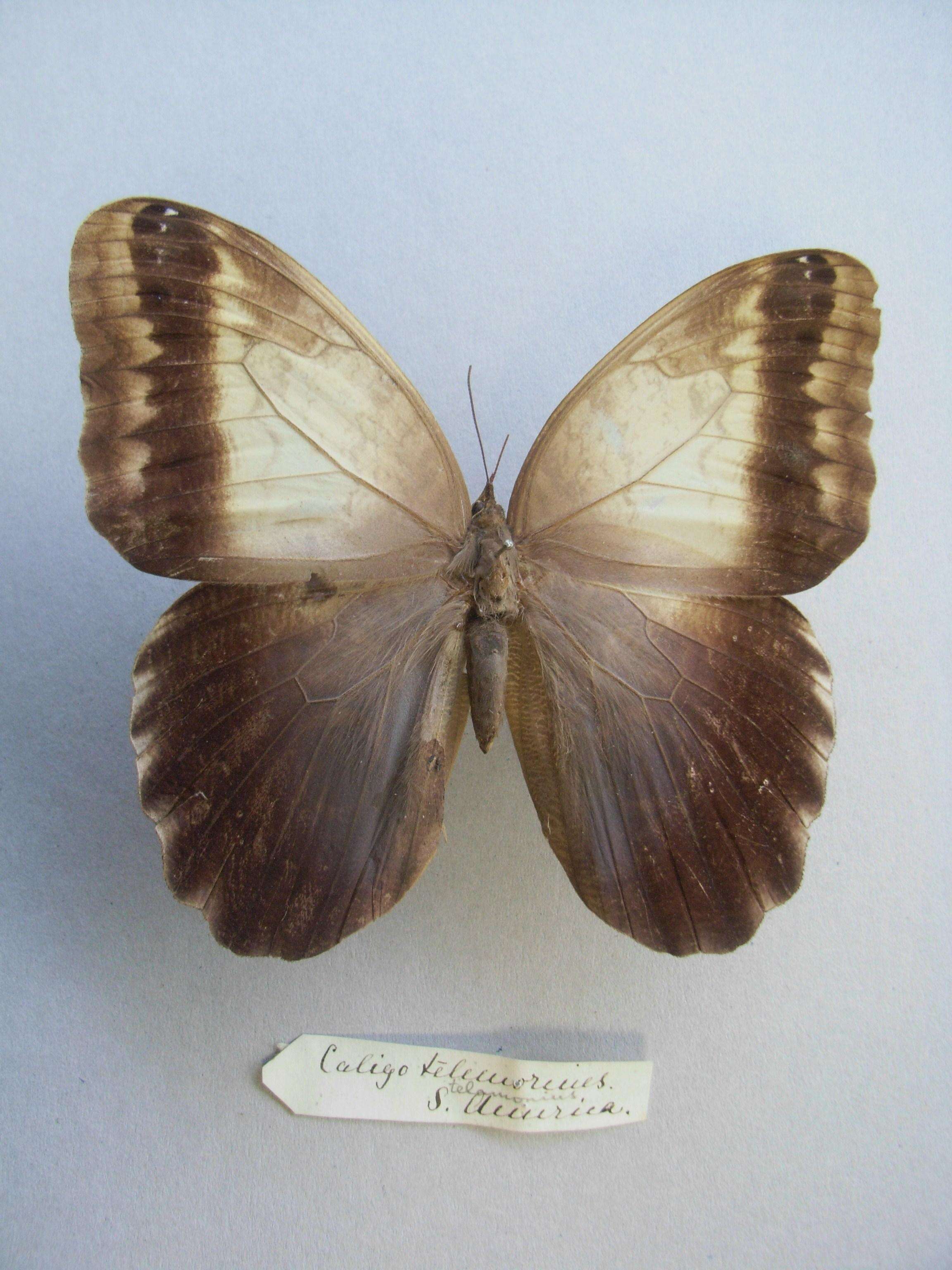 Image of Caligo telamonius