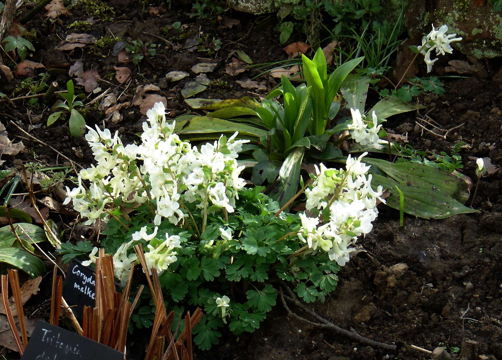 Image de Corydalis malkensis A. I. Galushko